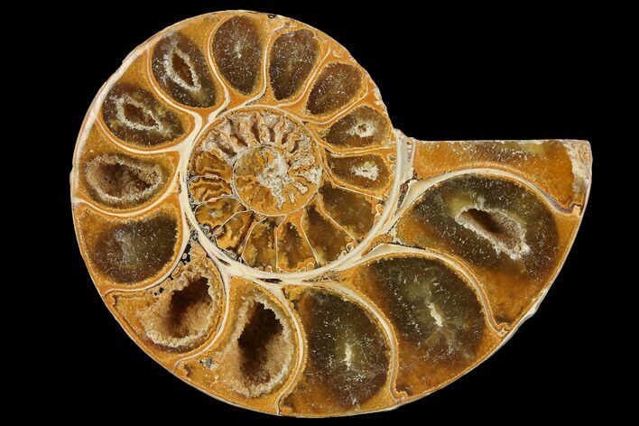 Sliced, Agatized Ammonite Fossil (half) - Jurassic #110745